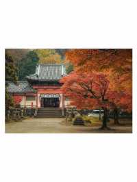 奈良小眾秘境東大寺的鎮守社・手向山八幡宮的紅葉絕景