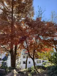今日實況,指南村的楓葉紅了