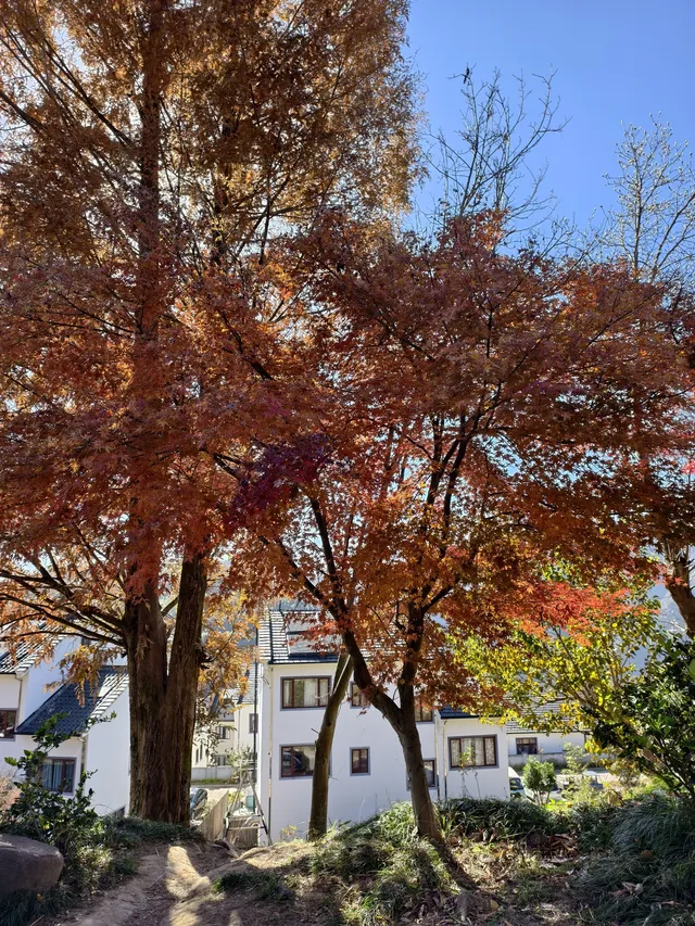 今日實況,指南村的楓葉紅了 今日實況,指南村的楓葉紅了