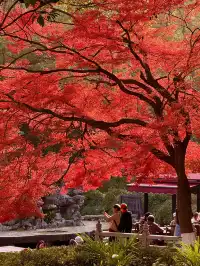 上海自駕1h賞秋紅透的楓葉真的美到封神