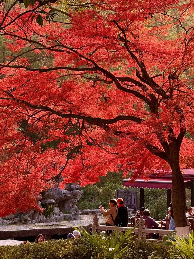 上海自駕1h賞秋紅透的楓葉真的美到封神 上海自駕1h賞秋紅透的楓葉真的美到封神