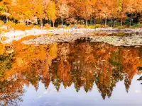 11.27實拍!和平公園的秋天比濾鏡還絕!