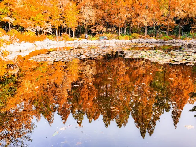 11.27實拍!和平公園的秋天比濾鏡還絕! 11.27實拍!和平公園的秋天比濾鏡還絕!