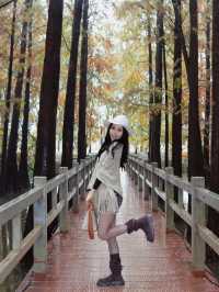 廣佛自駕遊,七星岩落羽杉