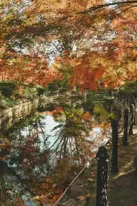 魯迅公園的紅葉已經瘋狂綻放啦