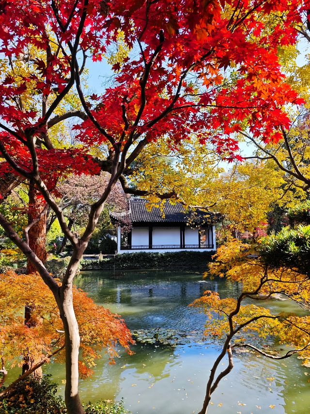 青浦隱世秋色地圖驚嘆老祖宗的審美 青浦隱世秋色地圖驚嘆老祖宗的審美