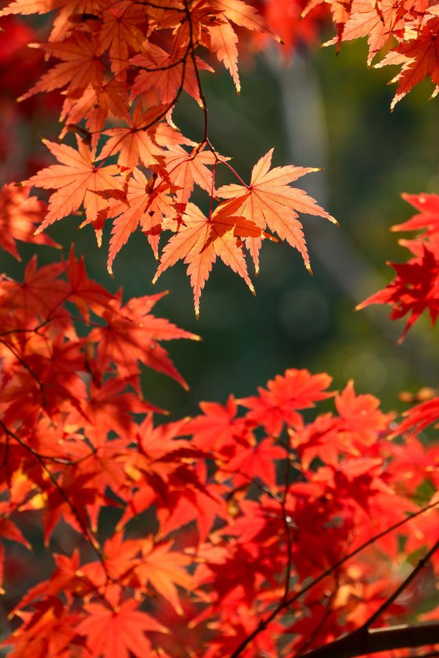 別衝日本了!上海金山這片日本了! 別衝日本了!上海金山這片日本了!