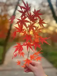 11.29日棲霞山實拍