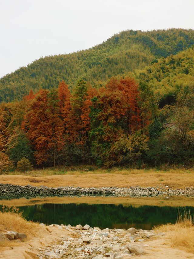 寧波徒步爬山|水杉-蘆葦蕩秋天王炸組合路線