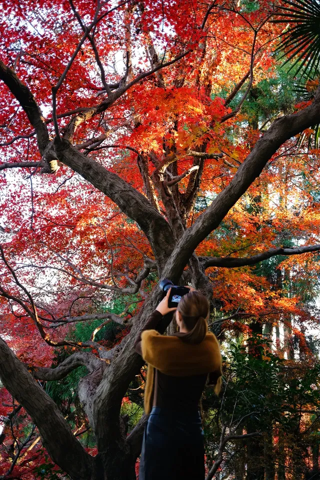 莫干山|一日賞楓11.30日 莫干山|一日賞楓11.30日