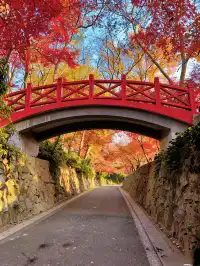 live圖的意義|南京中山植物園紅楓美瘋了