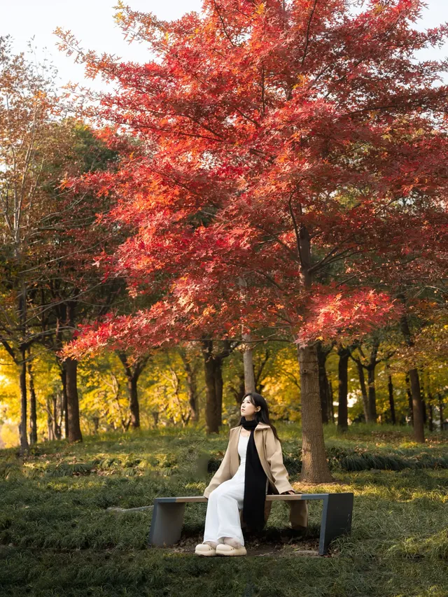被問瘋的上海楓葉旋梯錯過真的等一年… 被問瘋的上海楓葉旋梯錯過真的等一年…