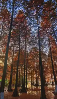 金山寺旁的「童話水杉林」，小朋友玩到不想走