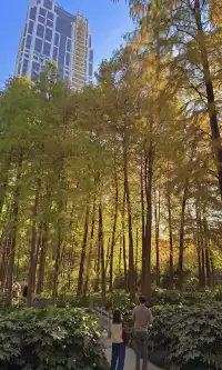 上海市中心兩小時賞秋路線