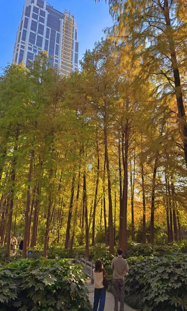 上海市中心兩小時賞秋路線