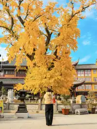 12.4實拍!青浦報國寺銀杏,禪意氛圍感拉滿!