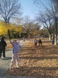 天津中山公園｜秋日限定的金色童話世界  落日銀杏+古建長廊！隨手拍都是電影感大片   天津秋日頂流