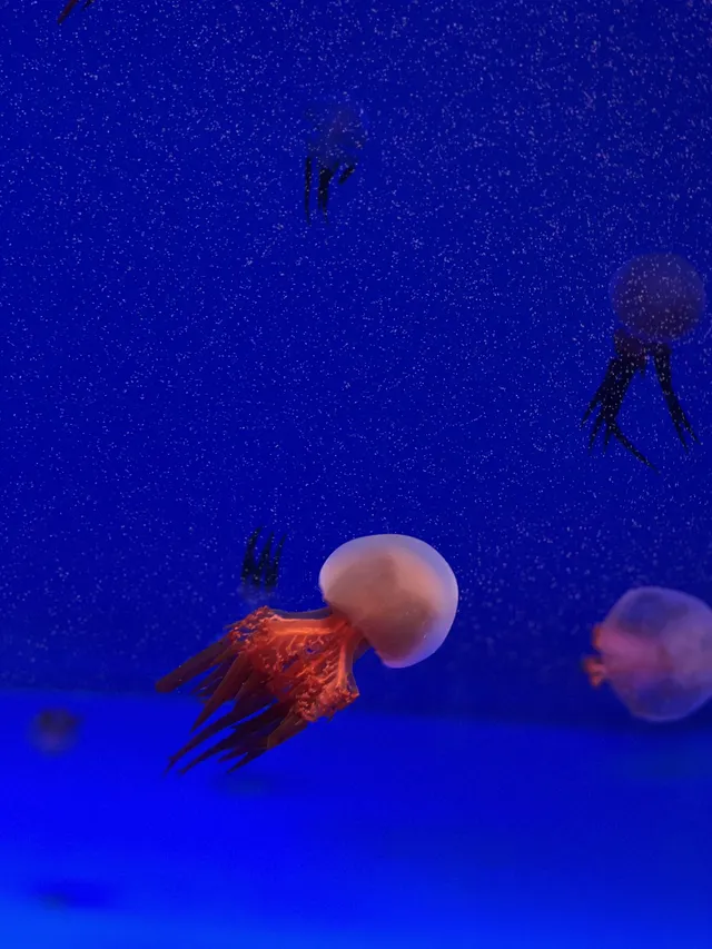 沉浸式墜入深海星穹，治癒與出片雙滿分～