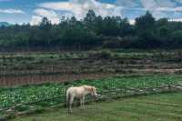 推薦一個雲南大理真正冷門的古村落