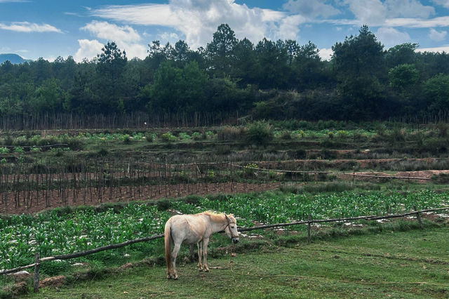 推薦一個雲南大理真正冷門的古村落 推薦一個雲南大理真正冷門的古村落
