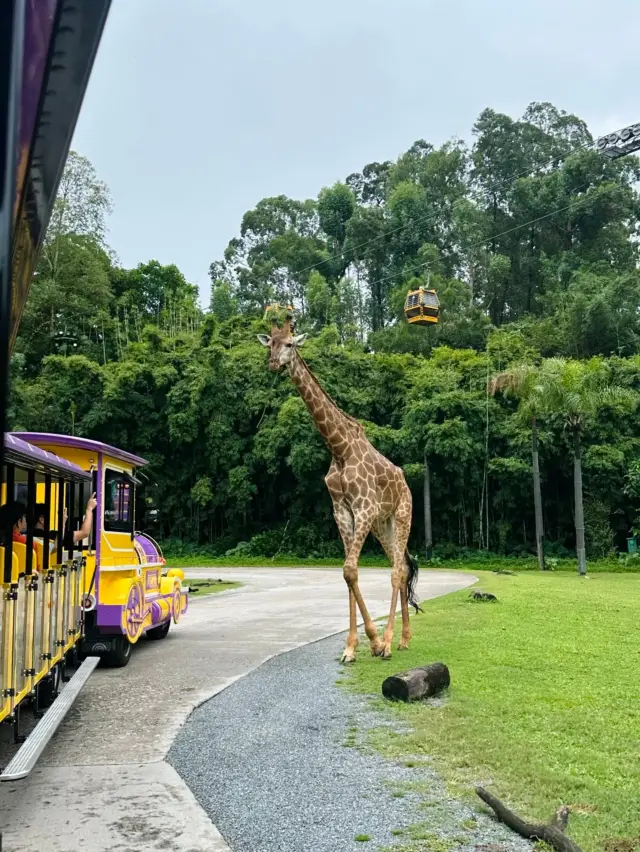 Guangzhou Chimelong Safari Park Guide｜South Gate Entry is Highly Recommended!