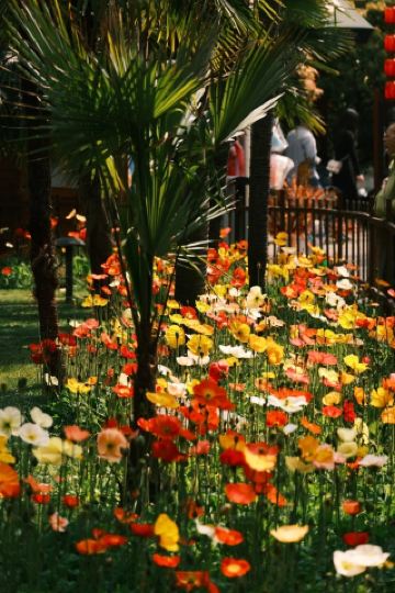 昆明市街地の美しい虞美人の花海がオープンしました！翠湖の冬は本当に散策に最適です！