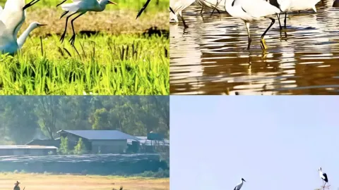 ท่ามกลางความเขียวขจี ภูเขาเบิร์ดคิงสร้างภาพลักษณ์ทางนิเวศวิทยาที่งดงาม — traveler post in ฟูหนิง
