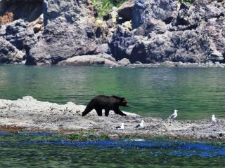 知床の春の目覚め：ヒグマとその他の動物たち