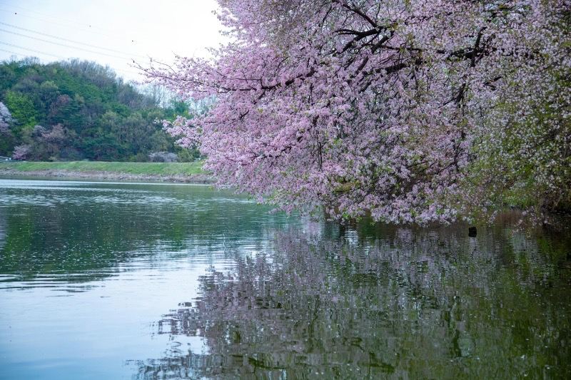 貴州平坝の桜｜万畝の花海が神話に！2026年最完全攻略 | Trip.com 清鎮