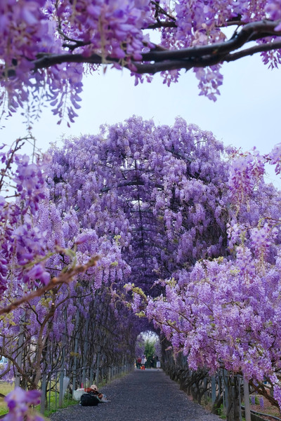 長沙の藤の花の海の天井 | Trip.com 長沙県