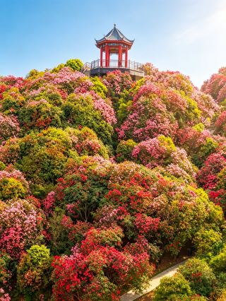 五一の人混みを避けよう！百里ツツジの花海と草原を満喫、失敗しないガイド付き