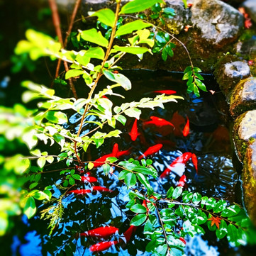 寂照庵(多肉禅院) 参考图 6