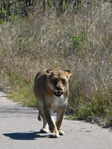 Hướng dẫn du lịch safari tại Vườn quốc gia Kruger, Nam Phi
