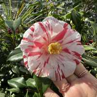 🌺🌺Camellia Hill🌺🌺