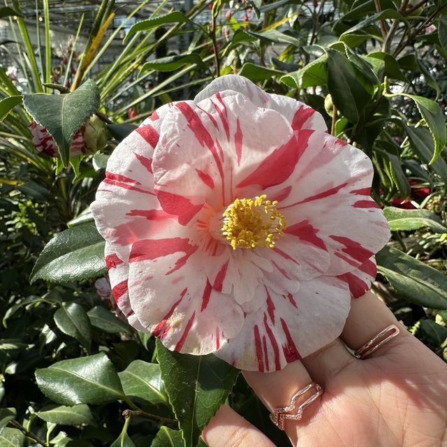 🌺🌺Camellia Hill🌺🌺