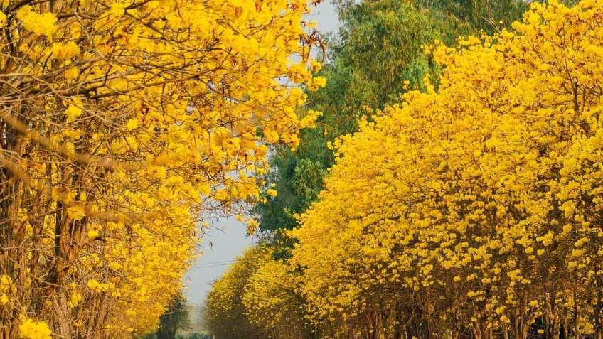 ถนนสีเหลือง ดอกเหลืองอินเดีย 🌼