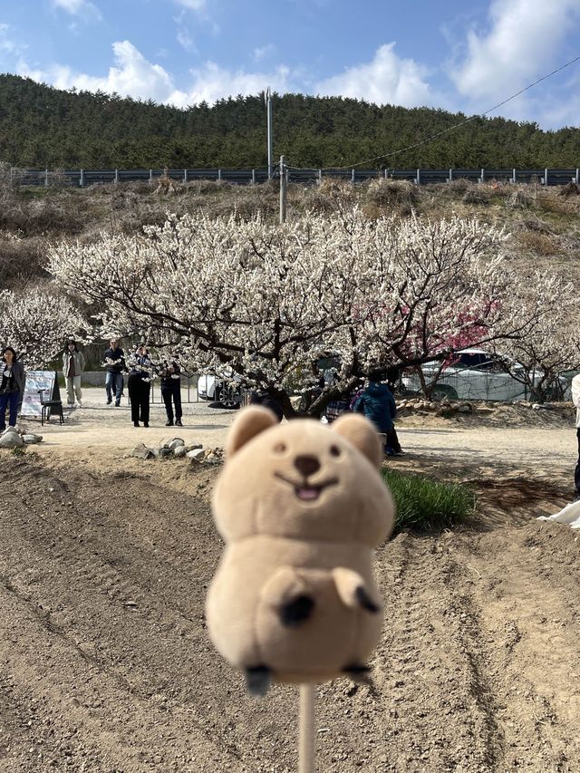 부산 기장 지금 꼭 가야할 매화성지 매화원🌸