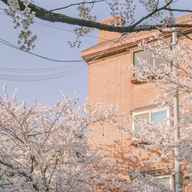 홍대에서 가까운 벚꽃 명소 망리단길 