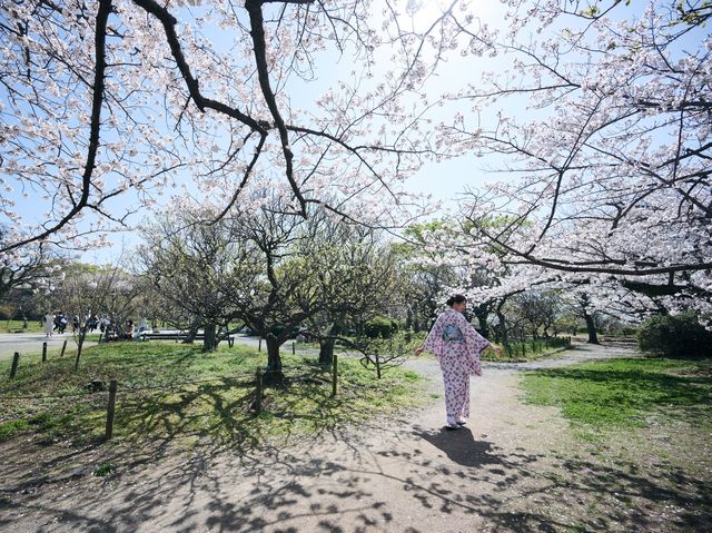 在福岡舞鶴公園拍攝櫻花🌸和服👘情侶照～