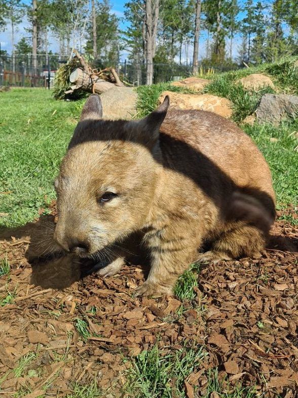 Get up close with animals at Canberra’s zoo!