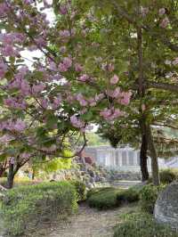 용인 겹벚꽃 명소:: 경희대 국제캠퍼스🌸