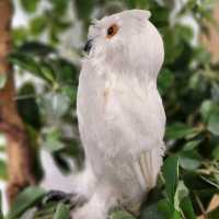 布丁燒專門店 ～ 小確幸🦉