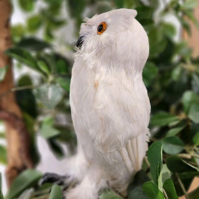 布丁燒專門店 ～ 小確幸🦉