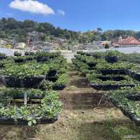 Strawberry Picking Time!