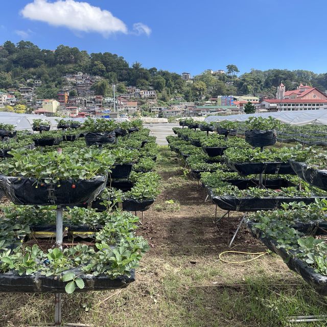 Strawberry Picking Time!