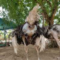 DESARU OSTRICH FARM