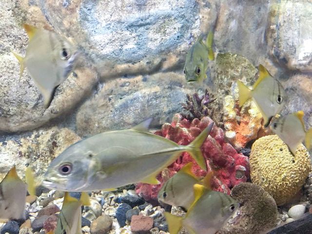 KKB Aquarium 🐟