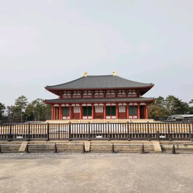 Feeding Nara Deer Everywhere 
