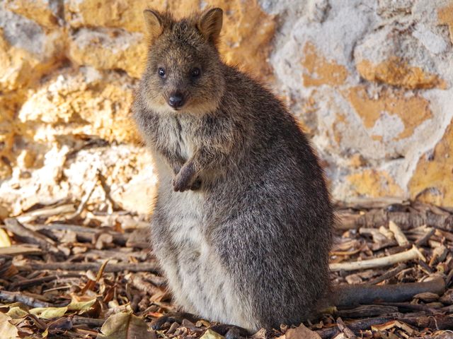 【オーストラリア・ロットネスト島】神回クオッカ特集🦘