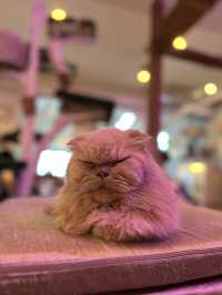 🇹🇭😸 Caturday Cat Cafe, Bangkok ✨